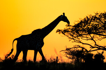Giraffe feeding at dawn 