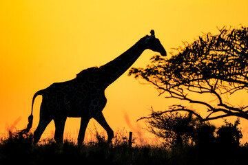 A giraffe at sunrise 