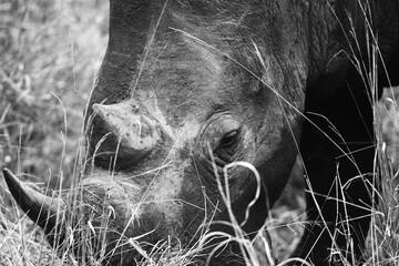 black and white rhino 