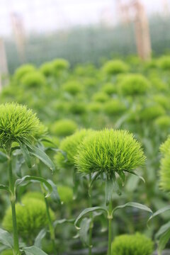 Flor Green Ball