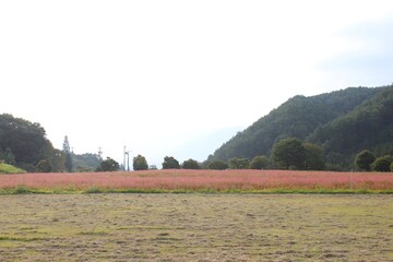 Red soba fields in the mountains