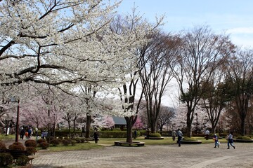 Pink sakura in spring, Ina City, Nagano