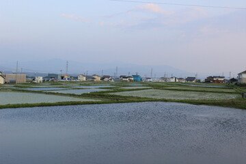 Japanese rice fields in spring