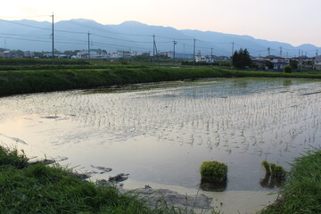 Japanese rice fields in spring