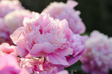 Beautiful pink peony flowers outdoors, closeup view