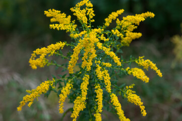 isolated goldenrod wildflowers in the park