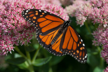 male Danaus plexippus and pink flowers