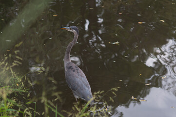 great blue heron (Ardea herodias) in a murky pond