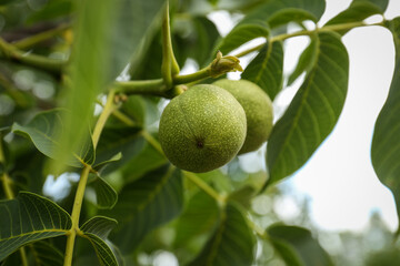 Green unripe walnuts on tree branch outdoors, closeup