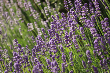 Beautiful blooming lavender plants in field on sunny day, closeup