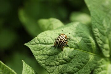 Colorado potato beetle on green plant outdoors, closeup. Space for text