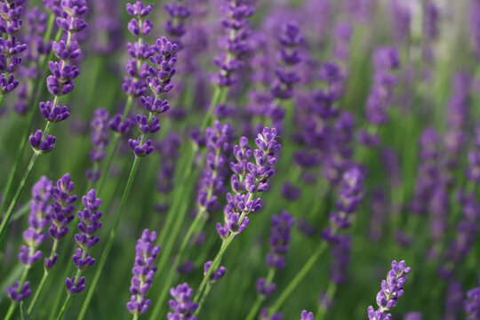 Beautiful blooming lavender plants in field, closeup © New Africa