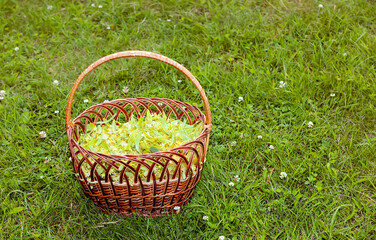 Fresh lime trees flowers in a basket in the garden