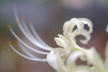 彼岸の時期が来ると道端で見かける彼岸花。白の彼岸花もよく見る。曼珠沙華ともいう。白い花をマクロレンズで花びらと雄蕊を浮き上がらせる。