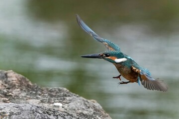 着地直前のカワセミ幼鳥オスの飛翔シーン