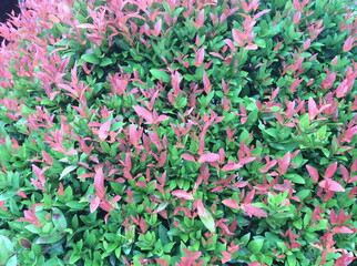 Christina leaves background