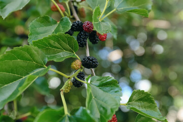 Branch with ripe and unripe mulberries in garden, closeup