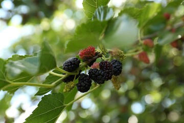 Branch with ripe and unripe mulberries in garden, closeup