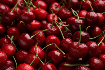 Many sweet cherries with water drops as background, closeup