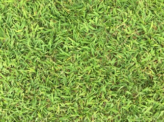 Green grass as a background