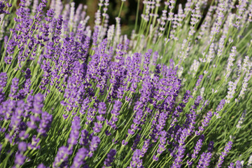 Beautiful blooming lavender plants in field on sunny day