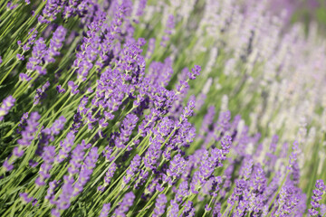 Fototapeta premium Beautiful blooming lavender plants in field on sunny day, closeup