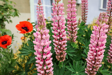 Beautiful pink lupine flowers and red poppies in garden