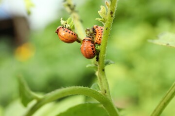 Colorado potato beetle larvae on plant outdoors, closeup