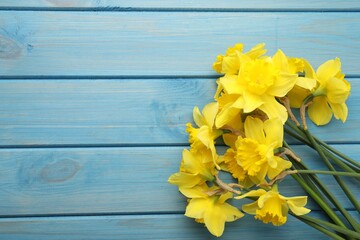 Beautiful daffodils on blue wooden table, top view. Space for text