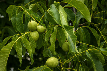 Green unripe walnuts on tree branches outdoors