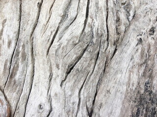 Tree Bark as a background