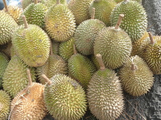 a pile of ripe durians, just picked from the tree. Genus Durio it is native from Indonesia, smells good and tastes good and sweet.