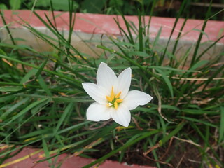 White rain lilies (Zephyranthes) in bloom in the garden. Zephyranthes common names fairy lily, rainflower, zephyr lily, magic lily and Atamasco lily is the Amaryllis family.