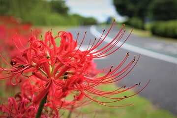 道端の彼岸花
