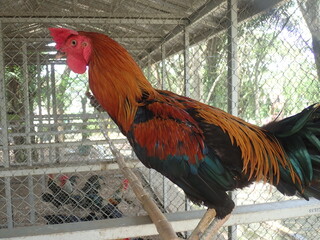 rooster in the chicken coop
