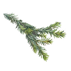 Watercolor green christmas tree branch isolated on white background. Forest object for sticker or card. Realistic hand-drawn creative clipart for new year celebration invite or wrapping wallpaper