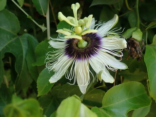 passion fruit (Passiflora edulis) flower blooming. Passion fruit is a perfect and complete flower because it has the stamens and pistil are on the same flower and have floral ornaments.