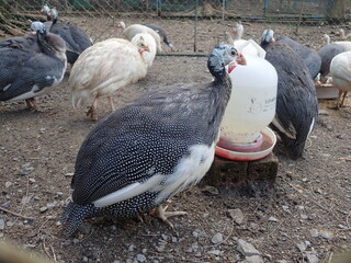 Guineafowl (called "pet speckled hens" or "original fowl") are birds of the family Numididae in the order Galliformes.