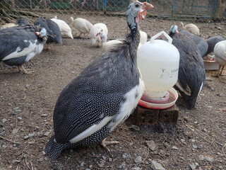 Guineafowl (called "pet speckled hens" or "original fowl") are birds of the family Numididae in the order Galliformes.