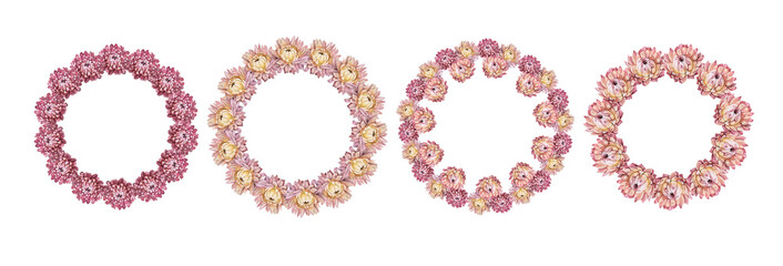Set watercolor boho wreath isolated on white background. Circle frame border template for design. Dry flower pink chrysanthemum for wedding. Hand-drawn summer autumn plant. Clipart with copy space