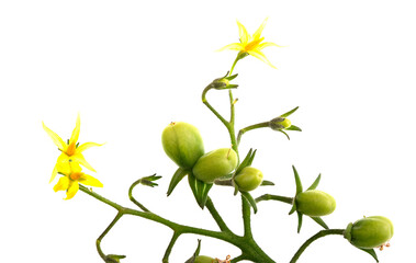 Fototapeta premium Cherry Tomatoes and Flowers on Stem