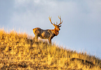 Elk watching out of people.
