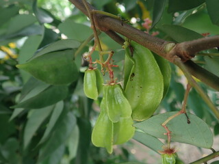 Young green star fruit along with its flowers on tree