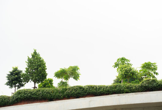 Fresh Tree Garden Landscape Exterior On Rooftop Modern Building With White Copy Space Background.for Natural Living Wallpaper,green Architecture Design.