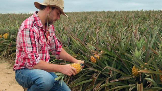 Farmer harvesting in pineapple farm. farmer see growth of pineapple in farm. agricultural Industry, agriculture business concept. american farmer cuts ripe pineapple on plantation and eats sweet fruit
