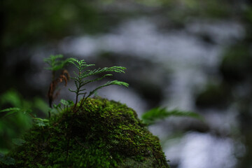 Valley