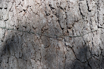 string across a tree trunk