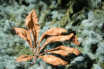 dried horse chestnut leaf and coniferous branches