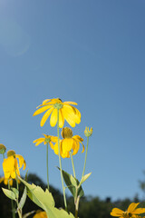 creative solar flare and yellow flowers on a clear blue sky (with strobe effect)