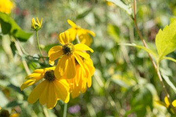 yellow flowers on a leafy bokeh background